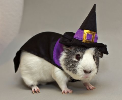 of magic and guinea pigs